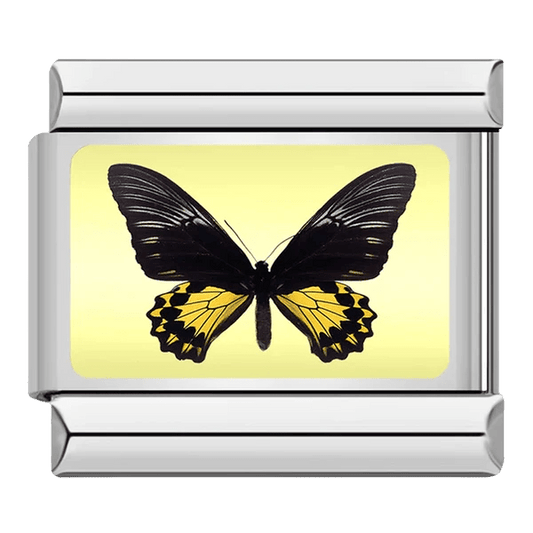 Papillon